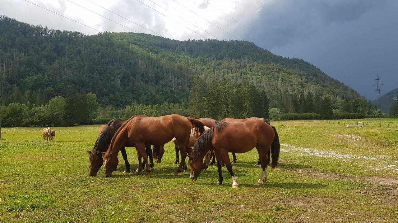 Domacija Loncnar- Apartment Bohinj Εξωτερικό φωτογραφία
